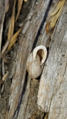 Micrarionta rufocincta