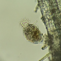 Philodina megalotrocha