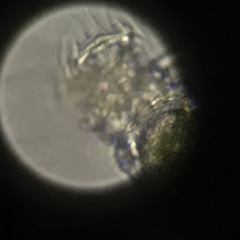 Philodina megalotrocha