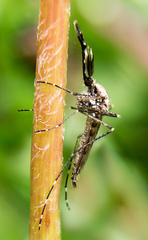 Aedes stimulans