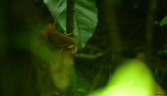 Automolus ochrolaemus