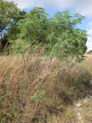 Leucaena retusa