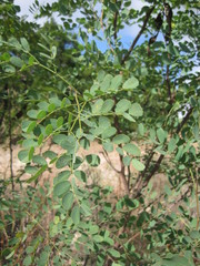 Leucaena retusa