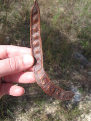 Leucaena retusa