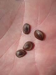 Leucaena retusa