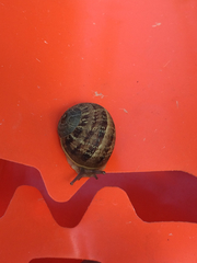 Cornu aspersum