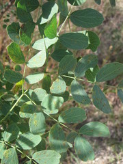 Leucaena retusa