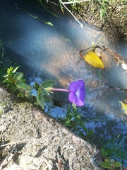 Achimenes longiflora