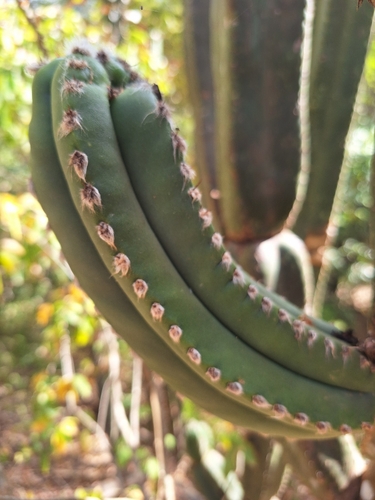Pilosocereus floccosus quadricostatus