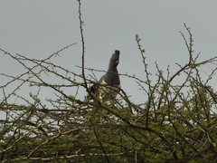 Corythaixoides leucogaster