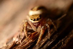 Pelegrina pervaga