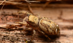 Pelegrina pervaga