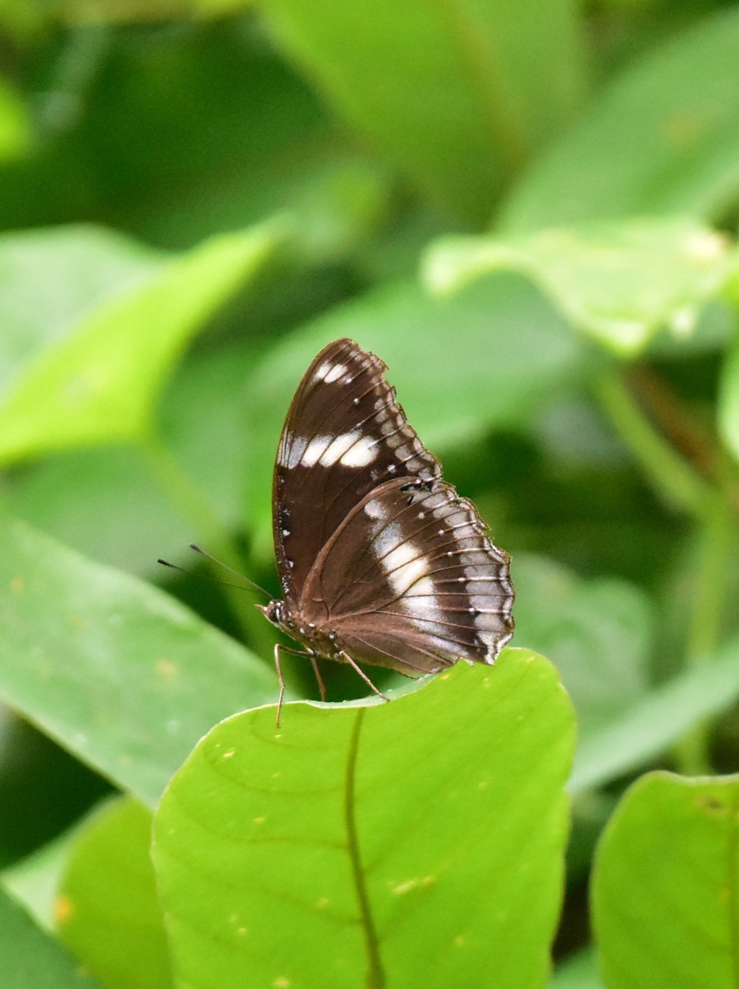 Great Eggfly