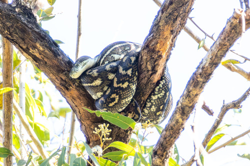 Coastal Carpet Python sighting