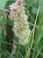 Cenchrus tribuloides