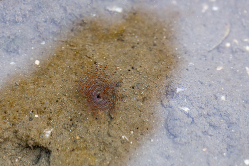 Pseudobranchiomma paulista