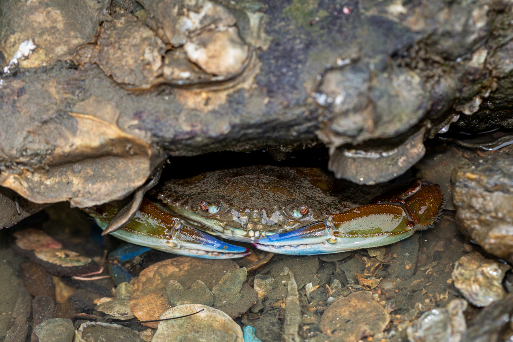 rugose swimming crab