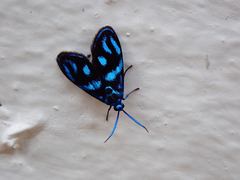 Clelea sapphirina