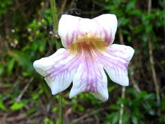 Bignonia
