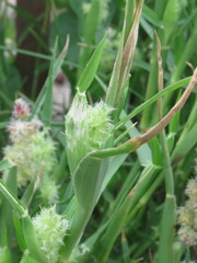 Cenchrus tribuloides