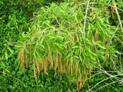 Citharexylum caudatum