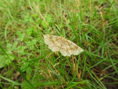 Metarranthis indeclinata