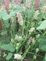 Cenchrus tribuloides