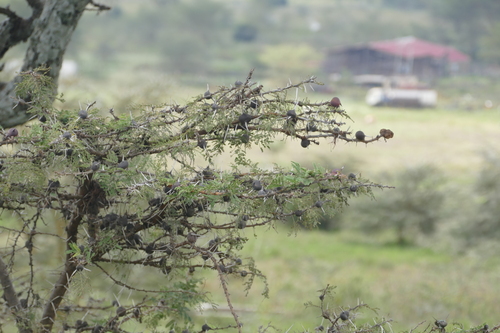 Vachellia drepanolobium, photograph 3