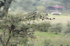 (c) Sara Navarro, some rights reserved (CC BY) Vachellia drepanolobium, photograph (c) Sara Navarro, some rights reserved (CC BY)