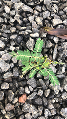 Phyllanthus urinaria