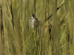 Xenospiza baileyi
