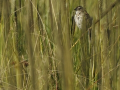 Xenospiza baileyi