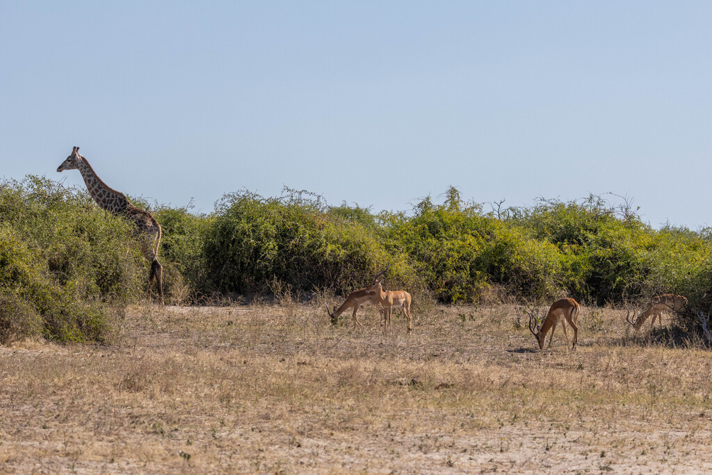Aepyceros melampus melampus, Chobe, Botswana, by KJ