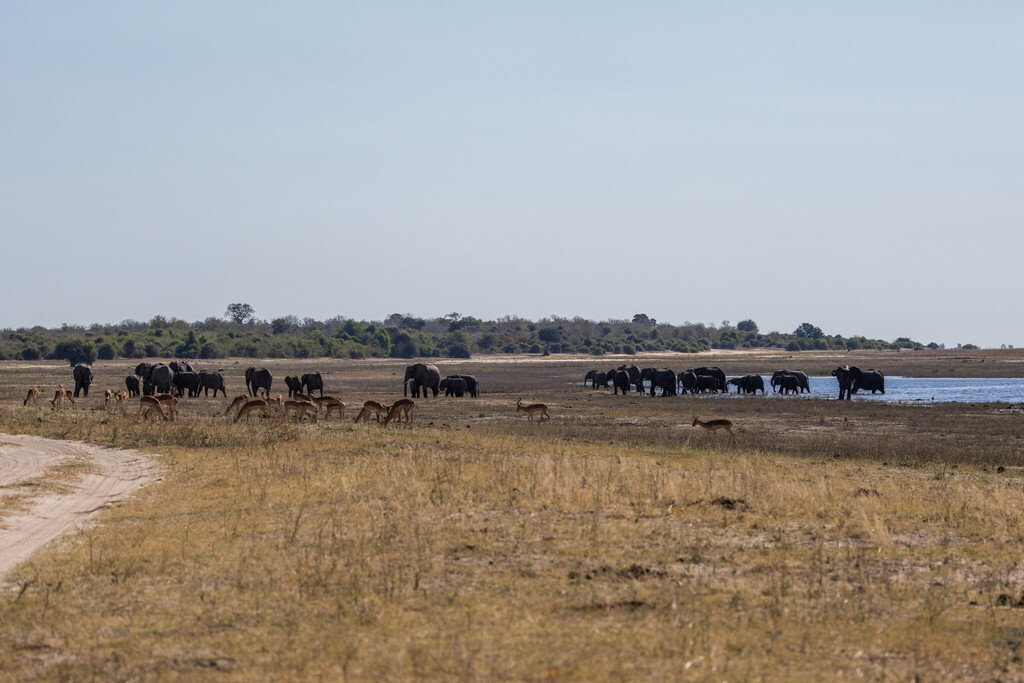 Aepyceros melampus melampus, Chobe, Botswana, by KJ