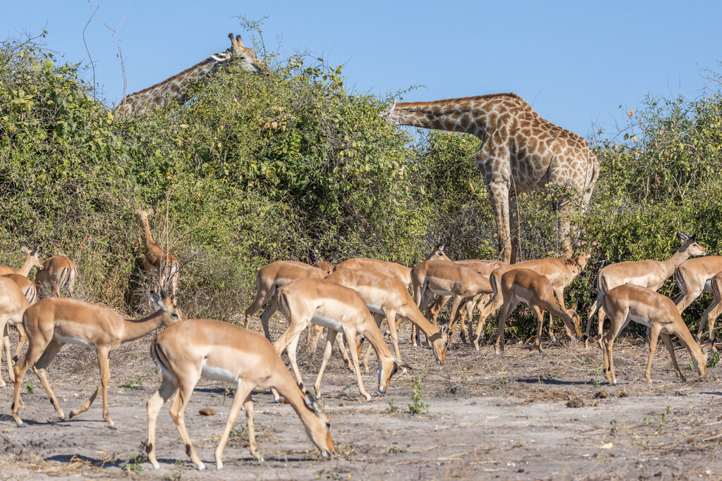 Aepyceros melampus melampus, Chobe, Botswana, by KJ