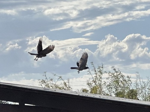 Cooper's Hawk photographed in Nevada