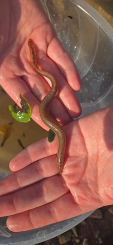 Longtail spiny eel (Mastacembelus frenatus) — Mastacembelidae