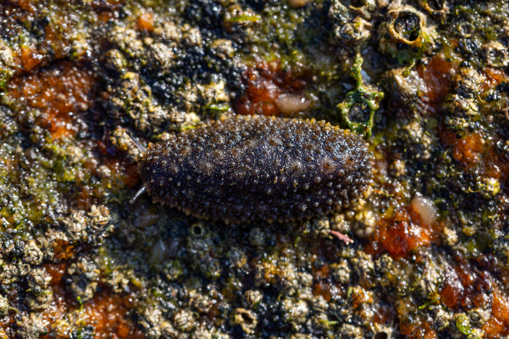 Onchidella incisa
