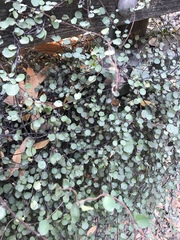 Muehlenbeckia complexa