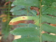 Taphrina polystichi