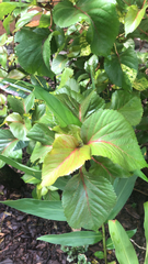 Acalypha wilkesiana