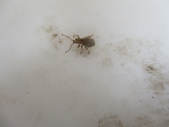 Calomycterus setarius