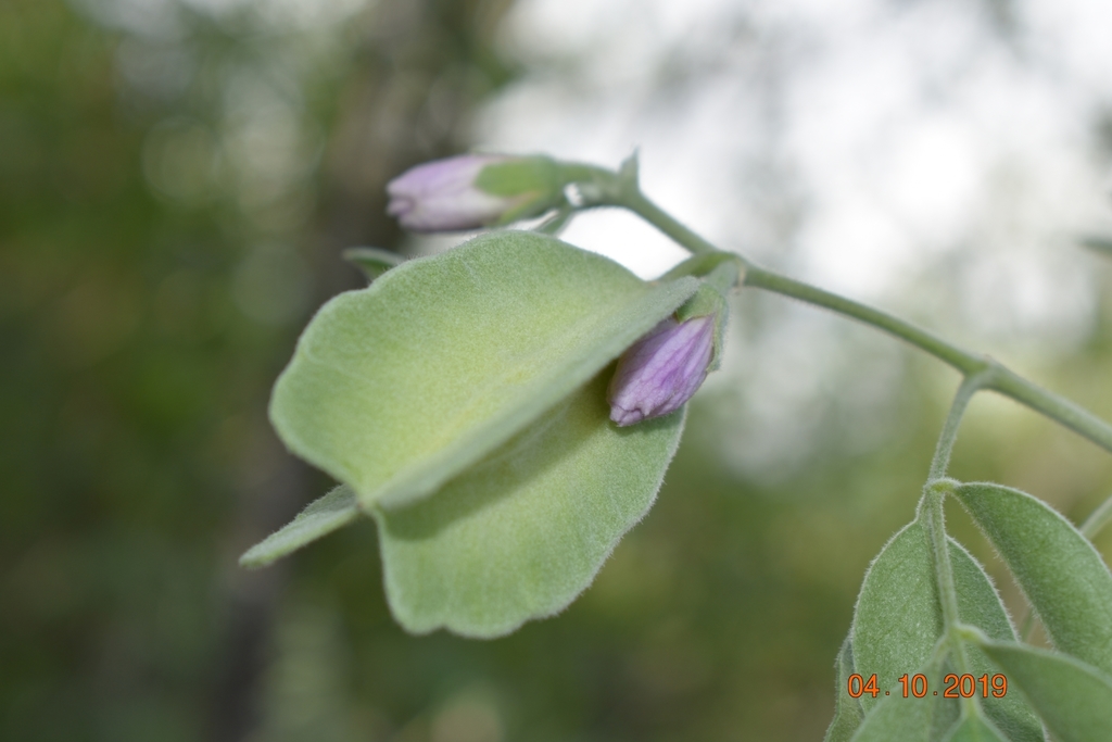 Morkillia acuminata