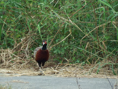 Phasianus colchicus formosanus