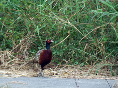 Phasianus colchicus formosanus