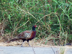 Phasianus colchicus formosanus