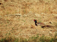 Phasianus colchicus formosanus