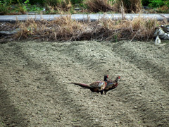 Phasianus colchicus formosanus