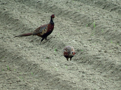 Phasianus colchicus formosanus