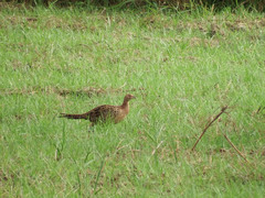 Phasianus colchicus formosanus